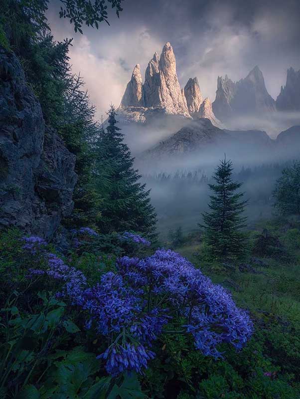 large purple flowers stand before a misty forest and jagged mountain peaks in Dolomites.