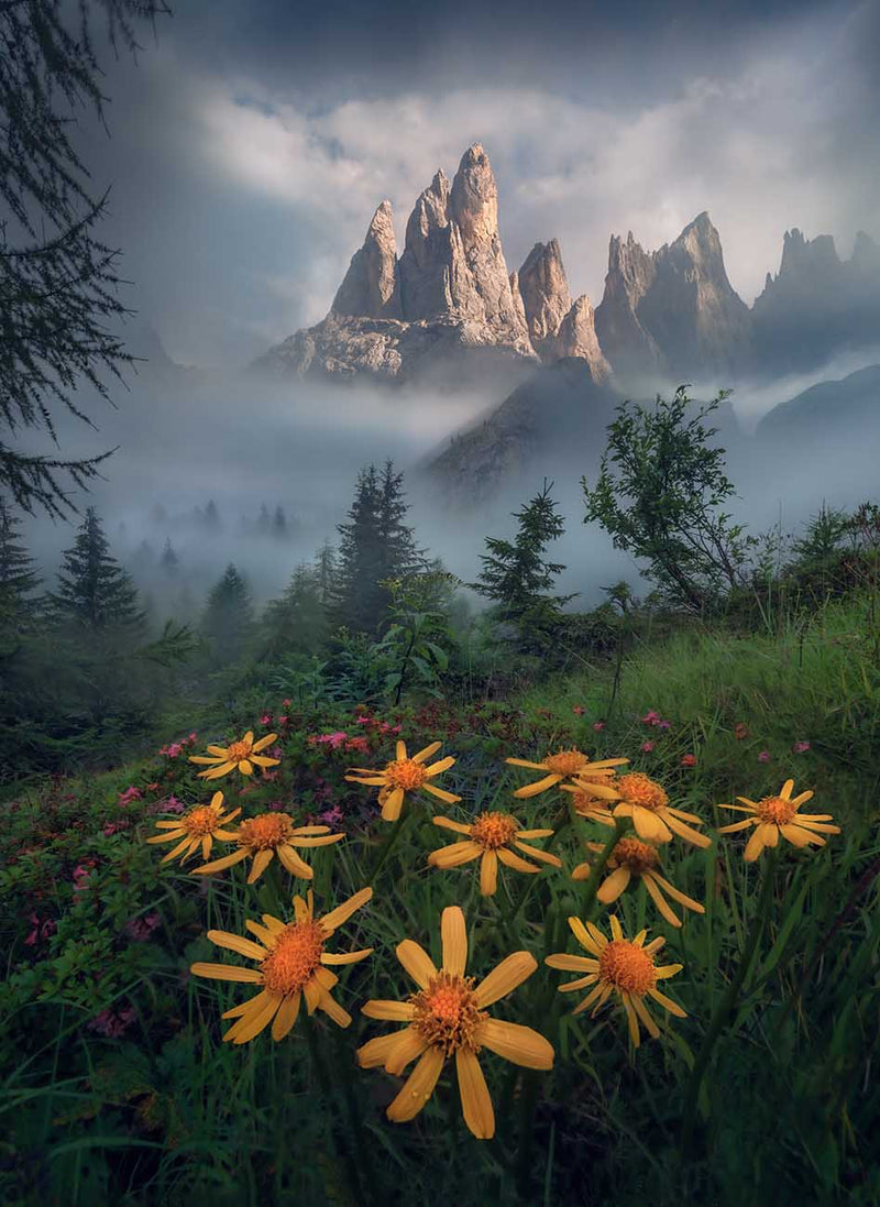 A scenic landscape in the Dolomites of jagged mountain peaks rising above a misty evergreen forest, with large bright yellow wildflowers in the foreground, pink wildflowers grow around the yellow flowers.