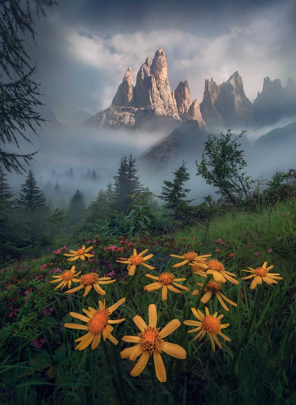 A scenic landscape in the Dolomites of jagged mountain peaks rising above a misty evergreen forest, with large bright yellow wildflowers in the foreground, pink wildflowers grow around the yellow flowers.