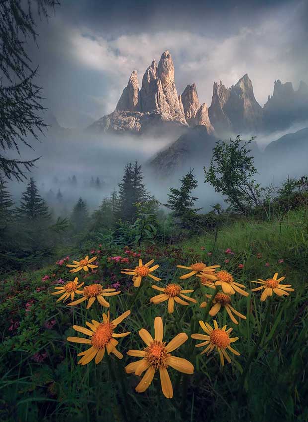 large yellow flowers point towards the mist covered valley. The sharp peaks of dolomites rise beyond the forest.
