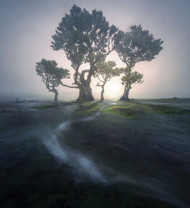 A misty landscape featuring a cluster of gnarled trees on a grassy island, with a bright sun glowing behind the foliage and a long-exposure stream flowing in the foreground in Madeira Fanal Forest.