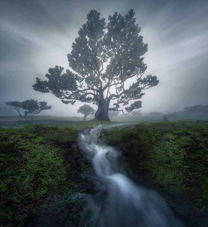 A misty landscape featuring a large dark tree in the center, with a small white waterfall flowing through green grass in the foreground under a cloudy gray sky in the fanal forest.