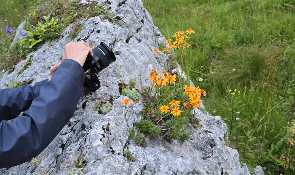 A person balances their camera on a rock, using it as a tripod in order to shoot some orange flowers that bloom there.