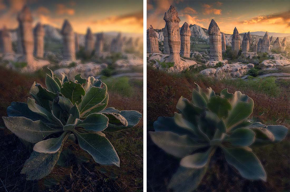 In Cappadocia an cactus plant in front of penis shaped rocks at sunset. 