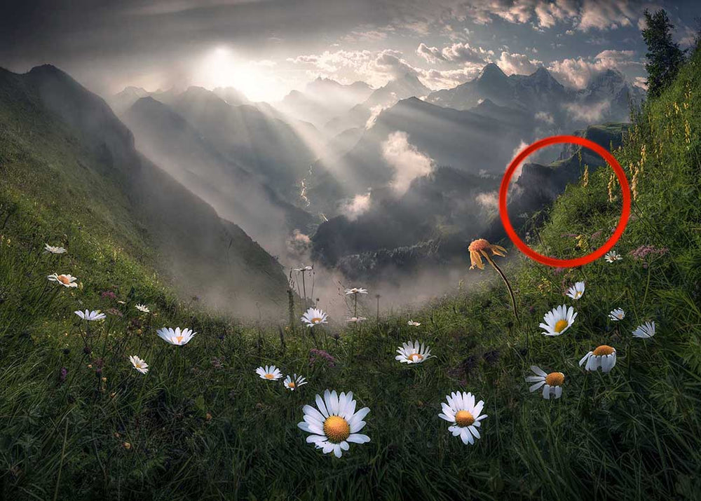 Where to set a focus point when shooting landscape photography with many focus points. Using flowers in the foreground and mountains beyond.