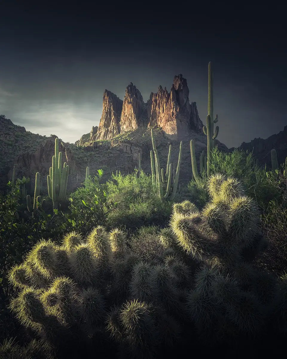 Cacti and desert mountain scenery in the Superstition Mountains, USA, soft light illuminates the peaks.