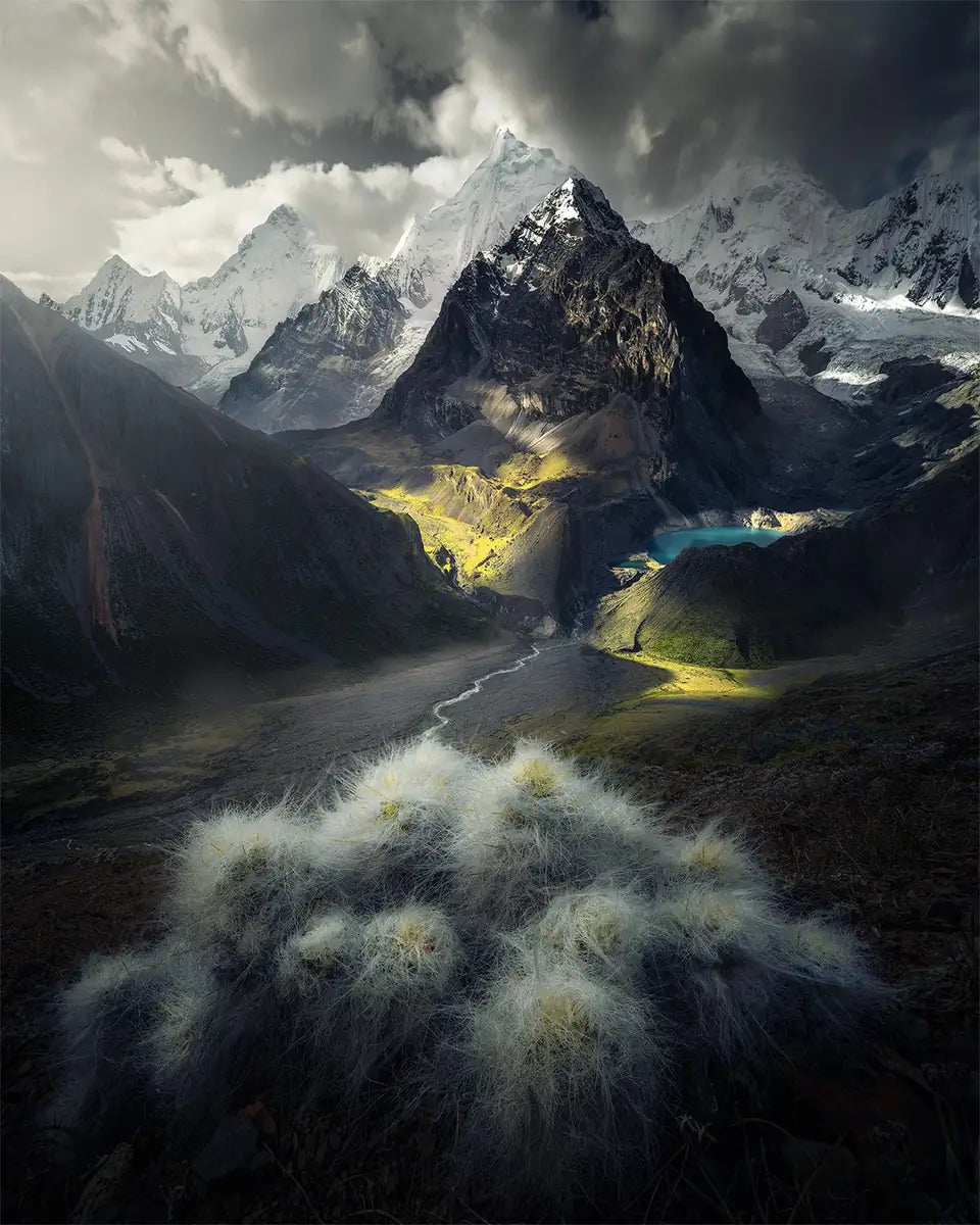 A woolly cactus overlooking the a valley and winding stream, with large snow capped peaks with a turquoise blue glacier lake in Cordillera Huayhuash, Peru