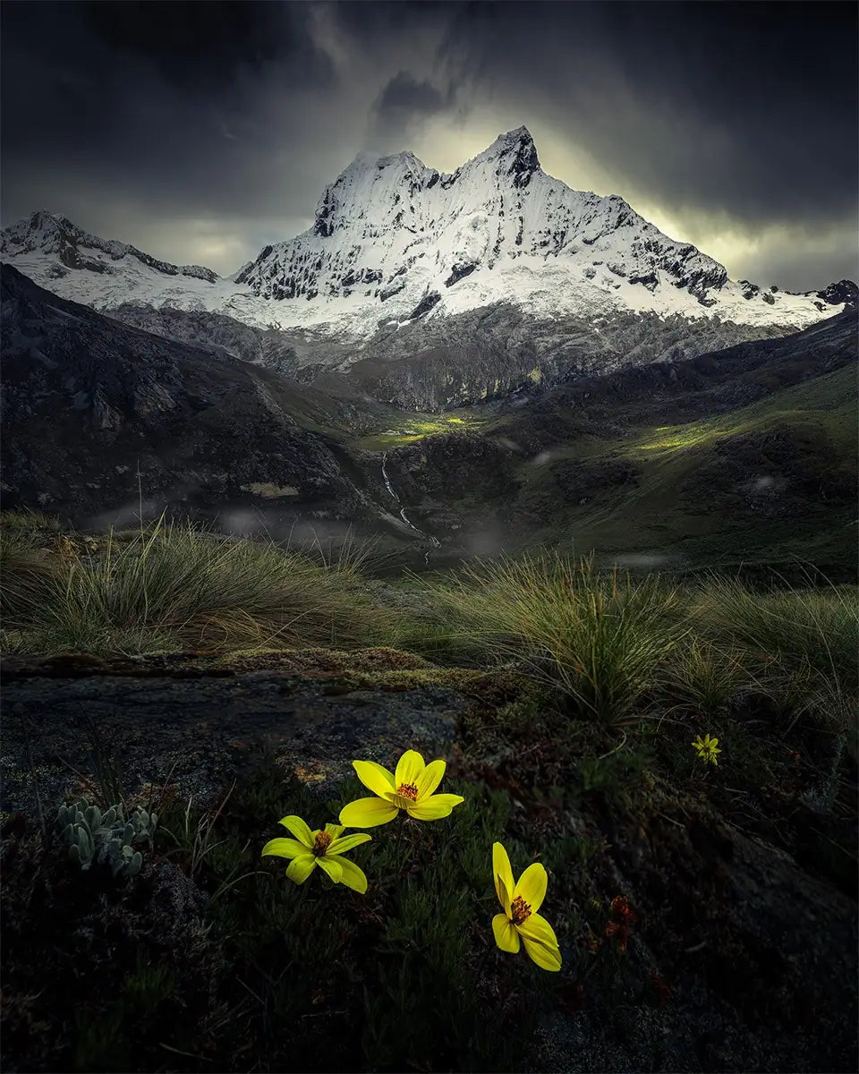 Yellow flowers on a grassy hillside with Chacraraju mountain in the background, Peru.