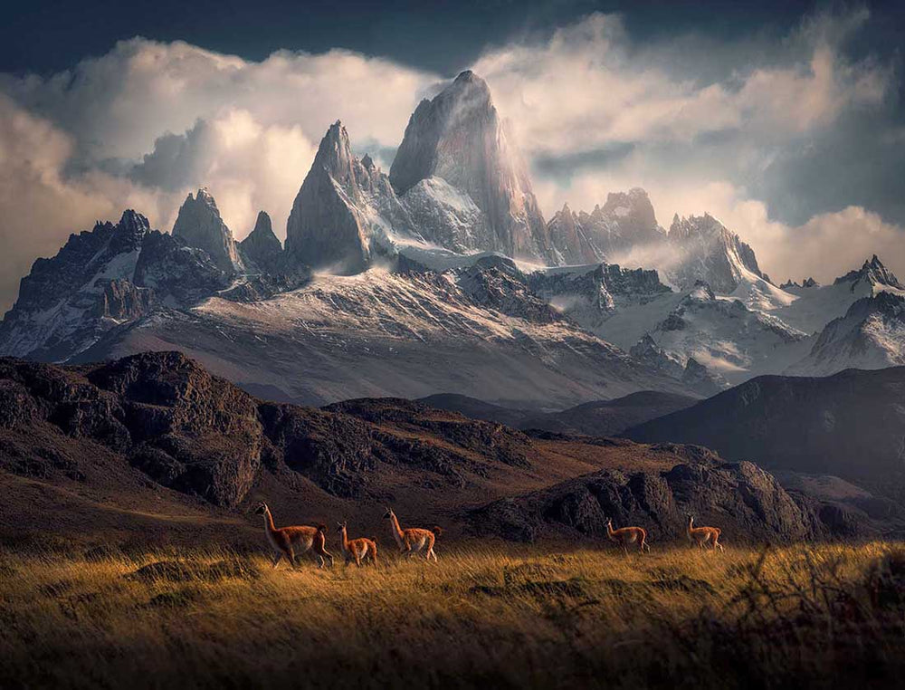 a herd of guanaco roaming in the moutnains underneath monte fitzroy.