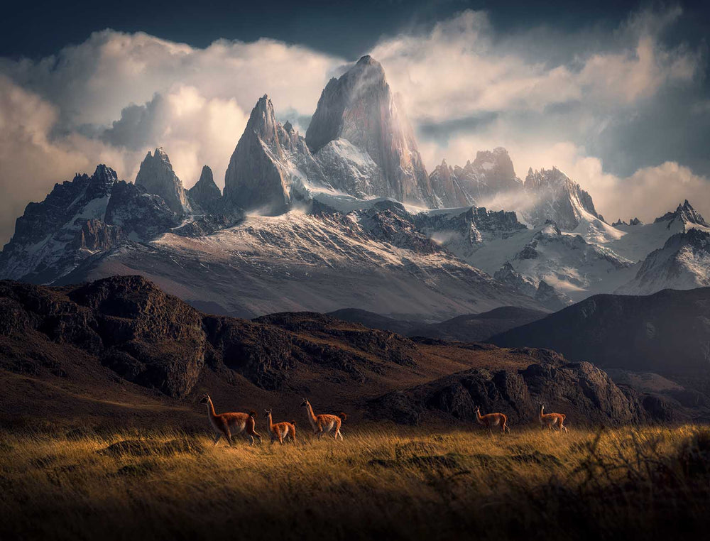 a herd of guanaco roam the hillside in Patagonia. Behind them stands the sharp high mountains of fitzroy covered in snow.