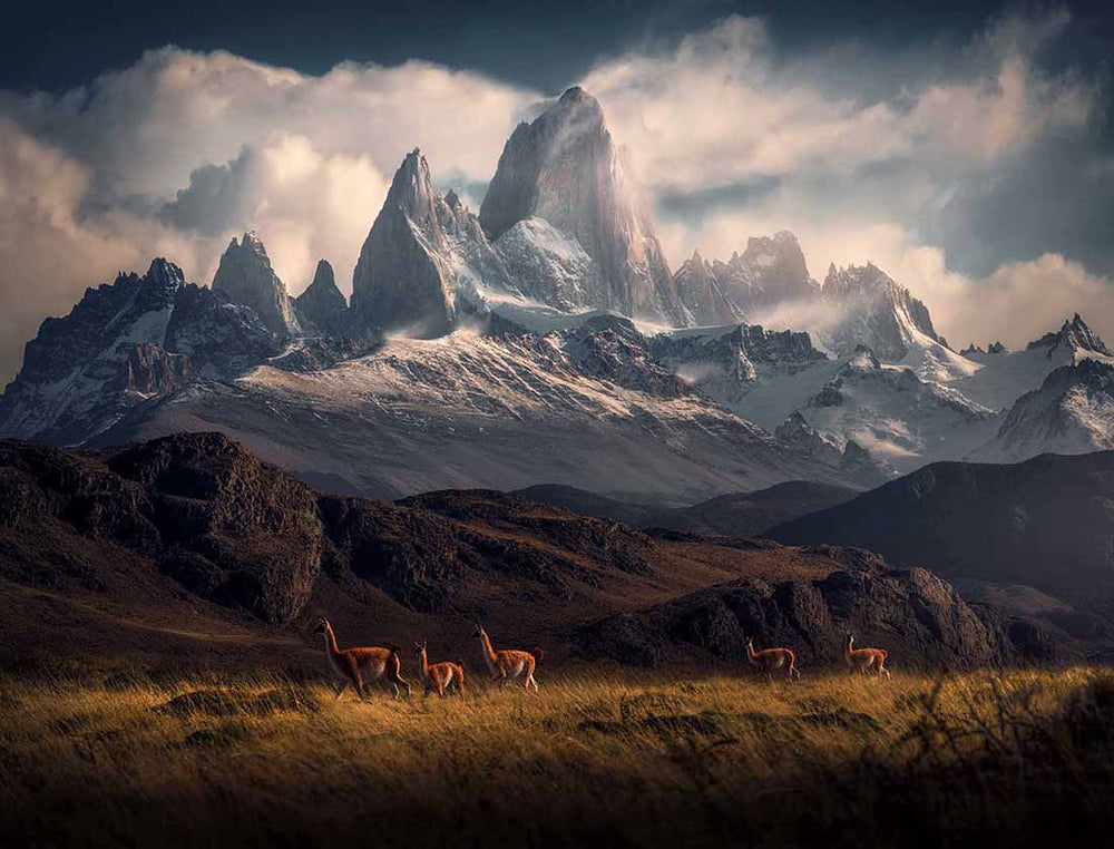 a herd of guanaco roam in the wild mountain plains below the snow covered peaks of Monte Fitz Roy in autumn.