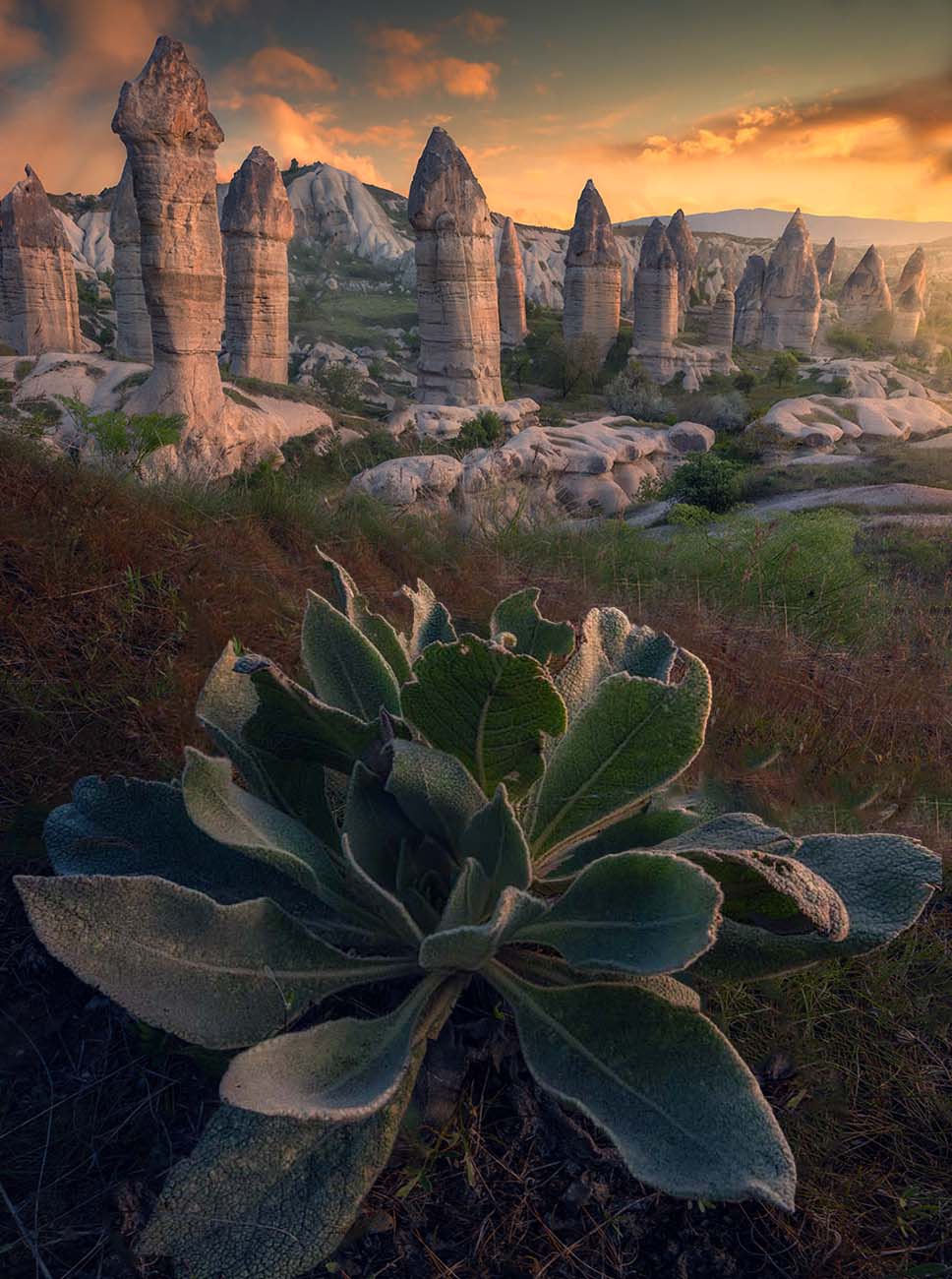 Pointy rocks that are phallic shaped in Cappadocia during orange sunset. In the foreground a large green plant by Max Rive.