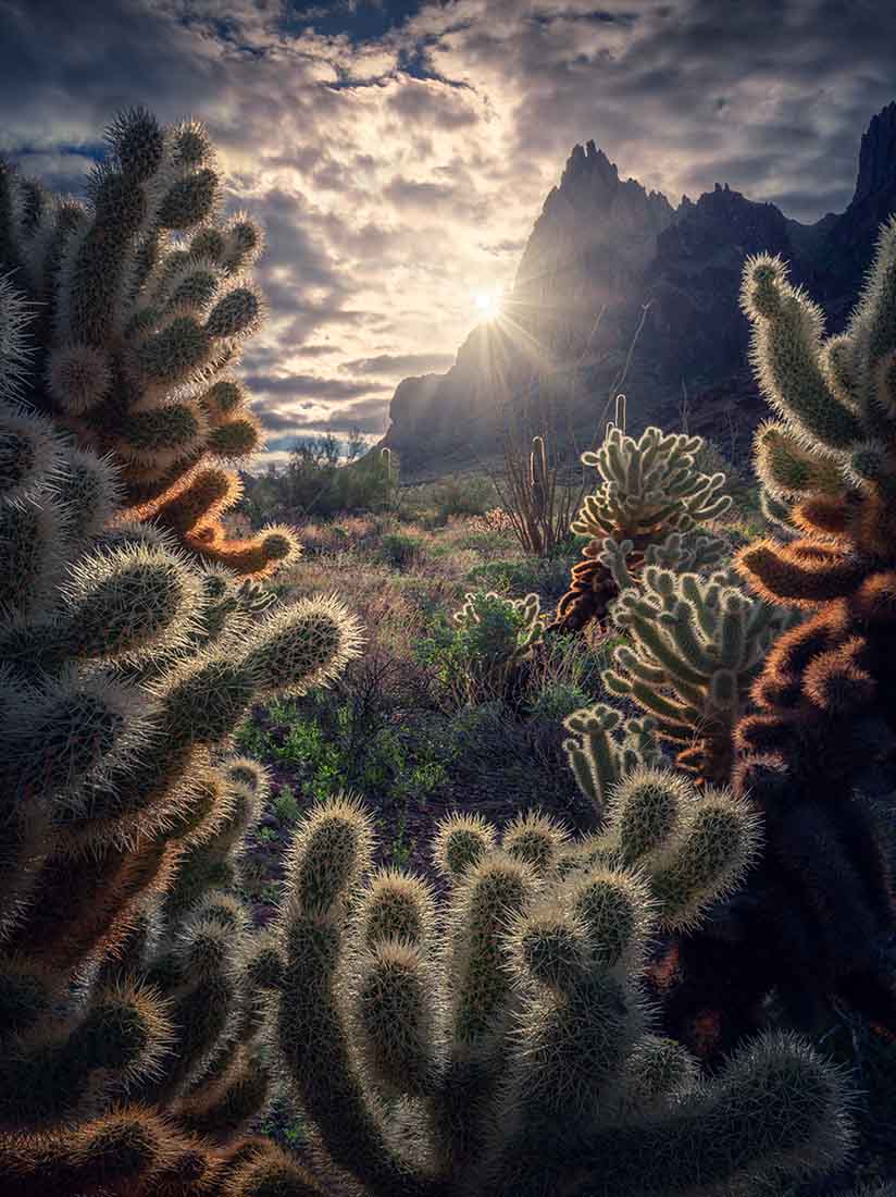 red and white cactus's are illuminated by ta bright sunrise behind a rocky mountain.