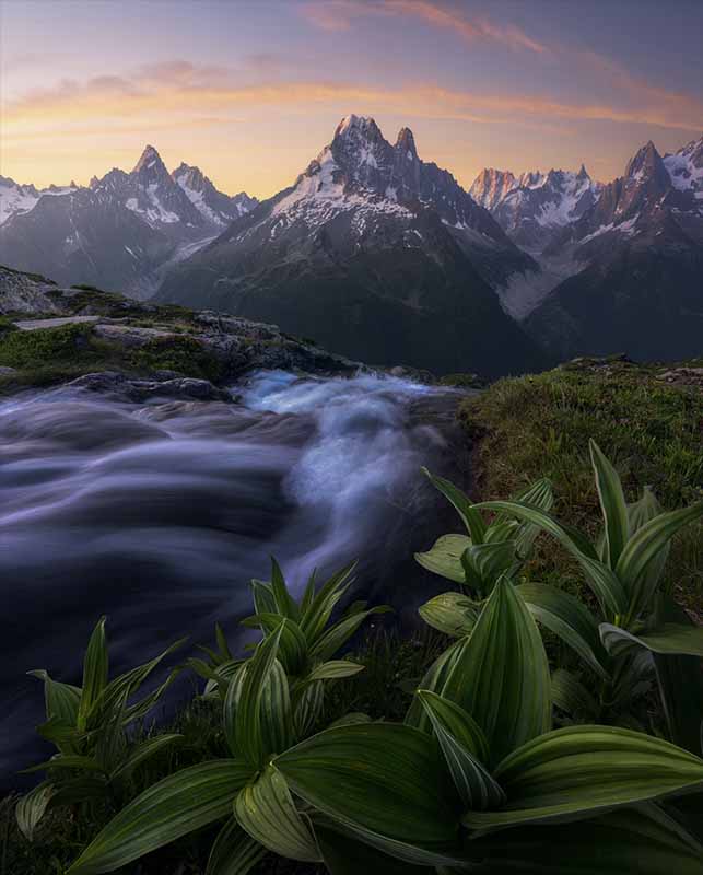 Lac Blanc at sunset the sky is orange above the snowy mountain peaks. In the foreground a tradescantia plant grows beside the river.