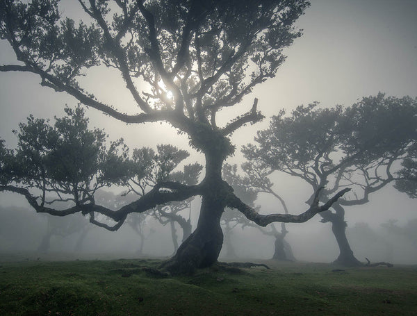 Fog & Mist
