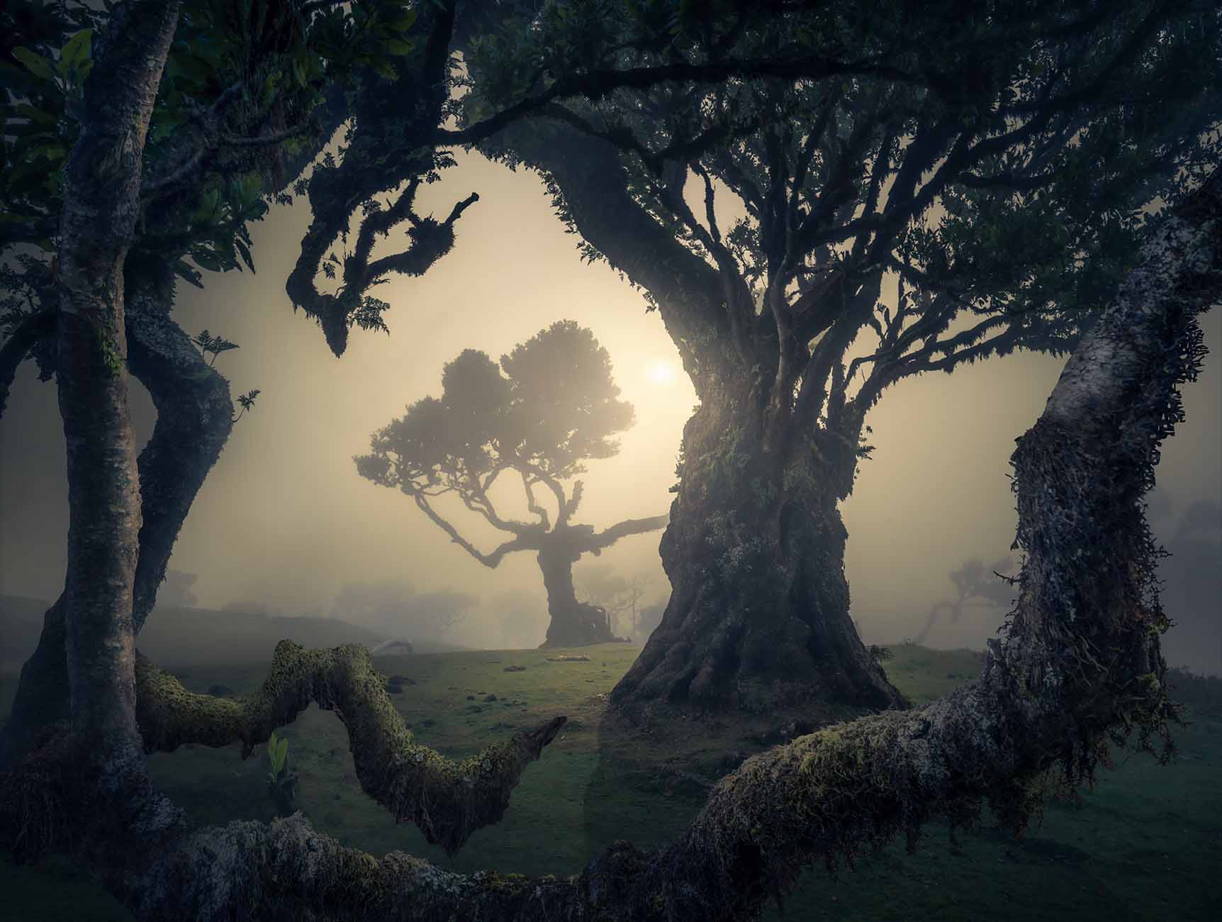 The Tarn 写真集 / ファッション / 自然 / アート laurel-tree-madeira_6e9263e7-