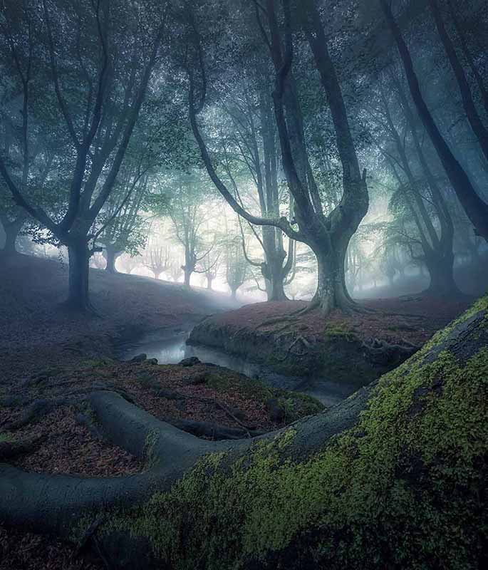 A misty forest where the branches grow straight up to the sky, a still stream winds between the autumn covered ground.