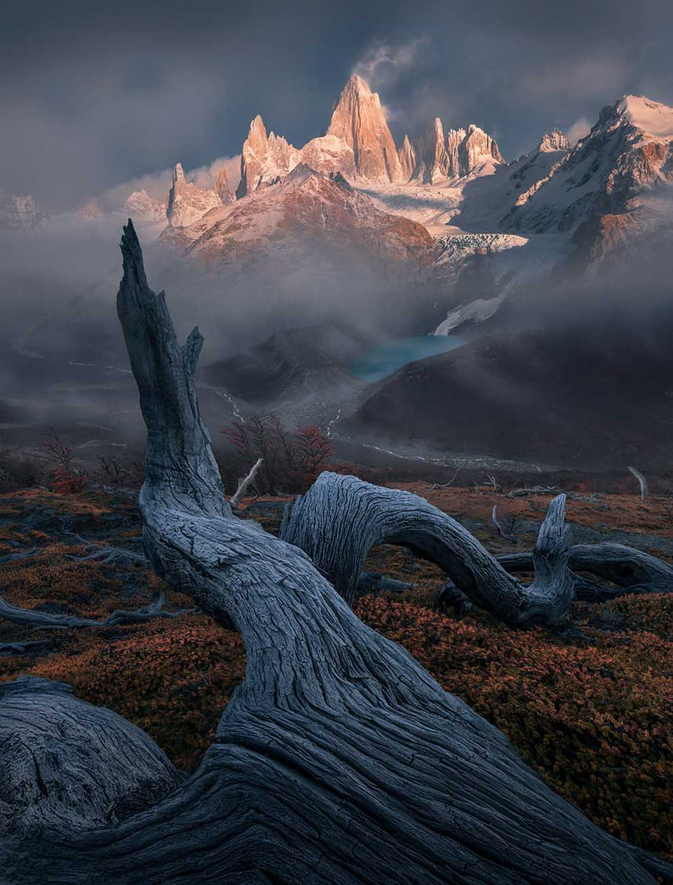 Leading tree fitz roy