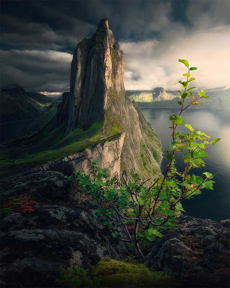 Segla mountain catches the soft sunset light of summer. A green tree frames the foreground.