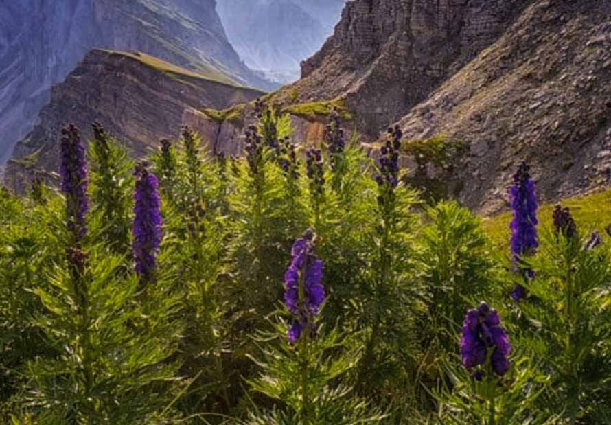 lupine-dolomites