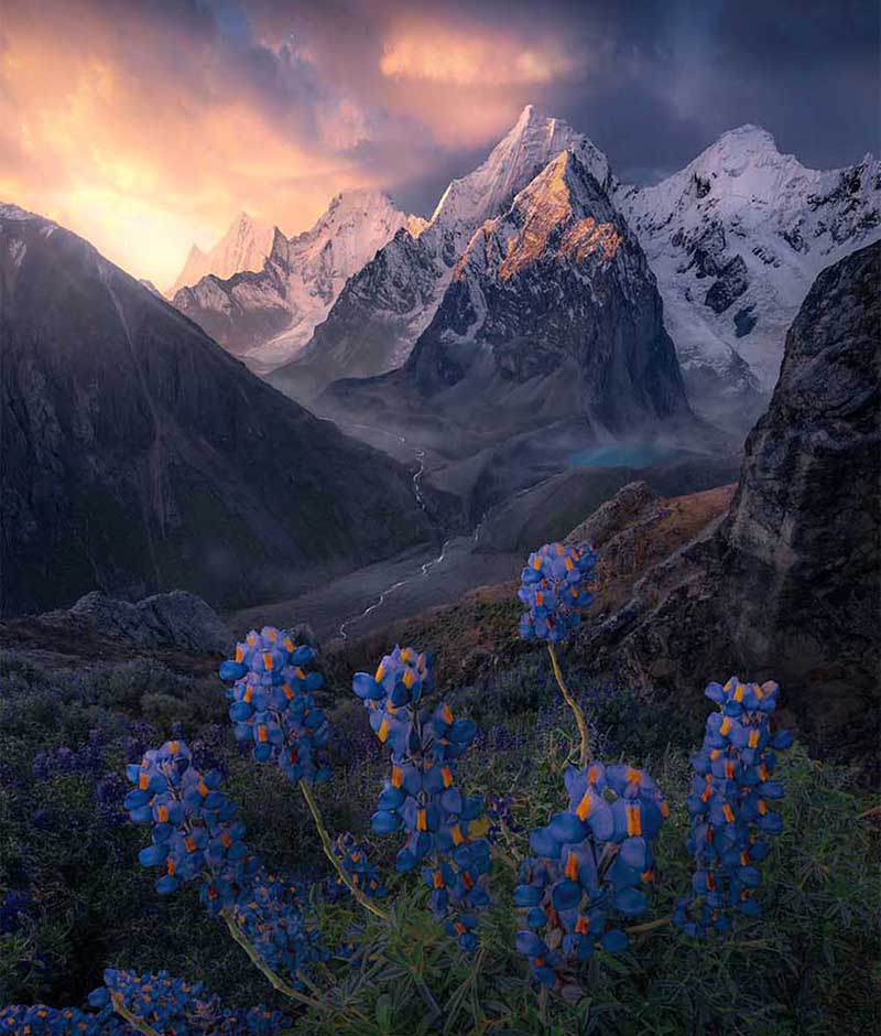 lupine-flowers-Cordillera-Huayhuash-mountain-cover_17de2615-4634-4c0d-909d-1d34dc6ac179