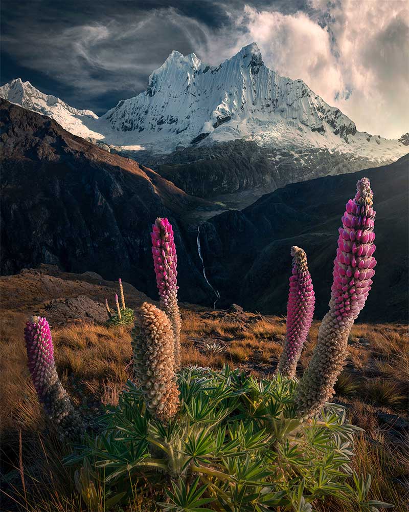 Giant pink and purple lupin stand before the snow covered mountains in Peru. In the midground a waterfall comes straight down the valley.
