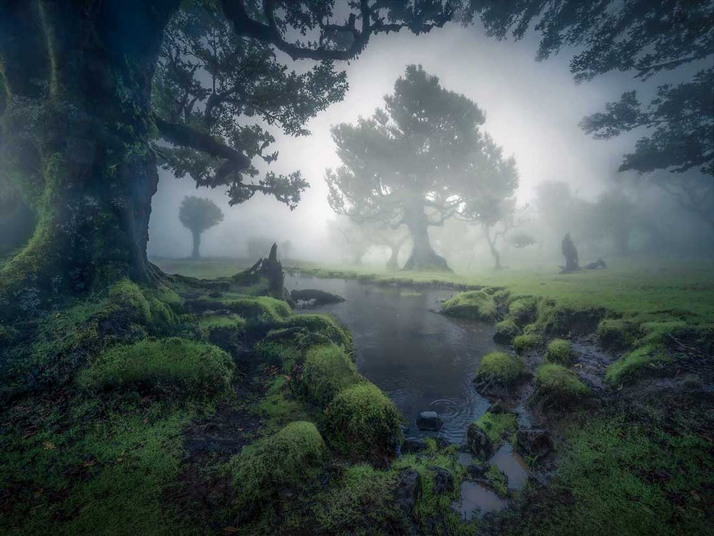 A mist covered forest illuminates tall leafy trees with green moss on the ground. A pool of water leads to the trees behind in Madeira.