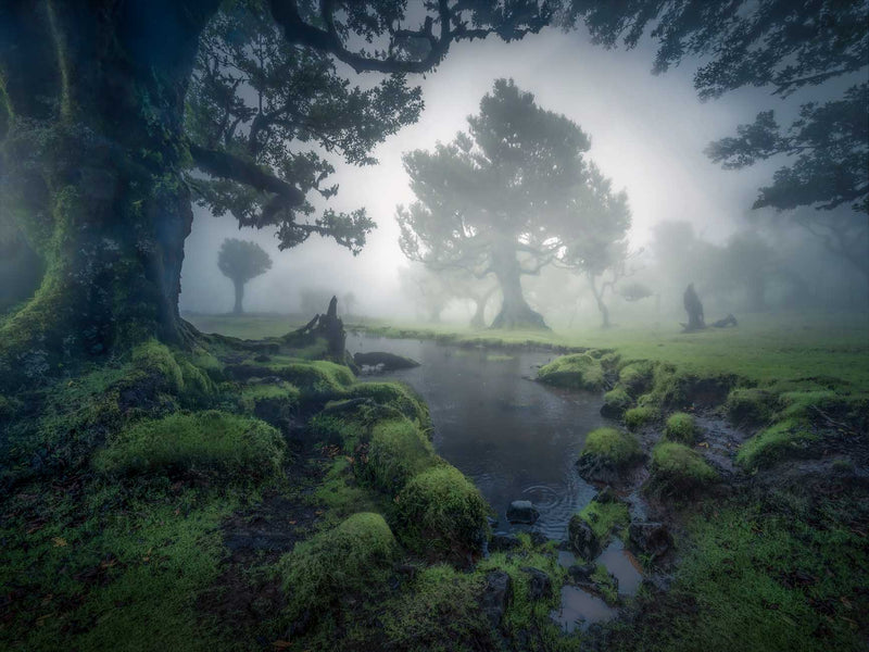 A shallow pool edged by mossy roots beneath misty trees in Madeira's Fanal Forest.