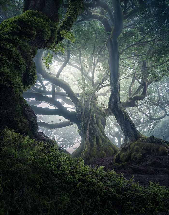 MADEIRA