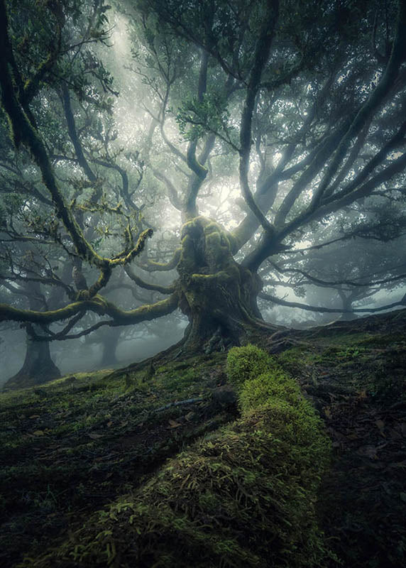large branches of a fanal forest tree reach towards the viewer. Seen from a mossy fallen tree branch on the ground. Mist creates separation between the layers of branches and trees behind it.