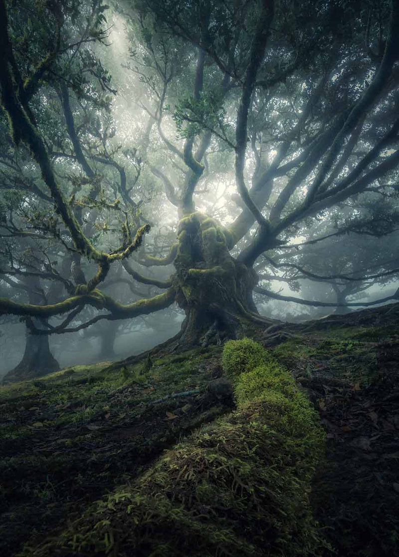 A moss-covered tree with spreading branches in the mist of Madeira's Fanal Forest.