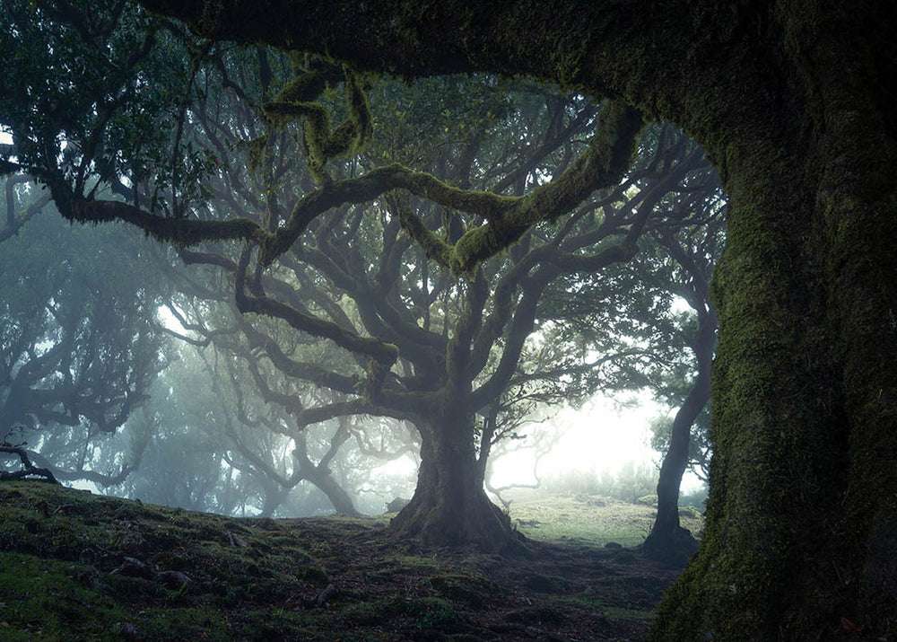 misty-madeira-fanal-forest-frame