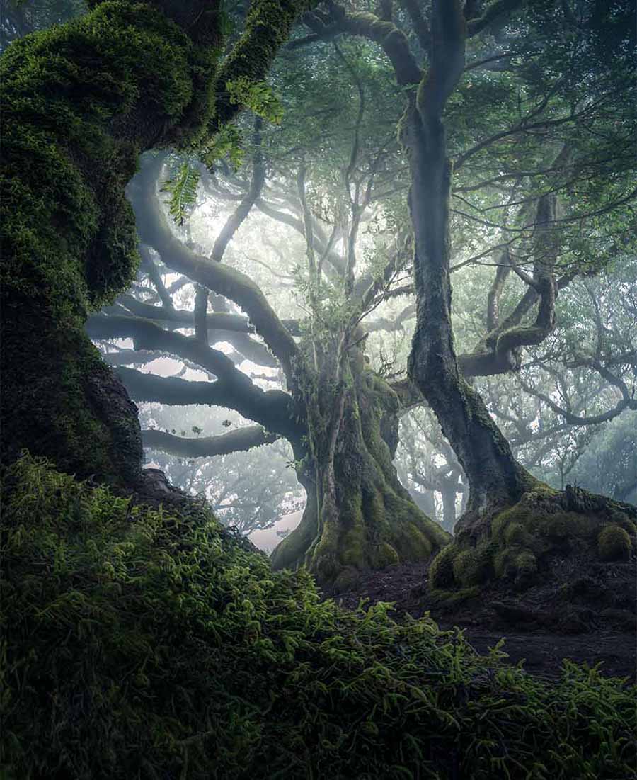 A dense, mystical forest scene with large moss-covered trees, gnarled branches, and soft misty light filtering through the canopy.