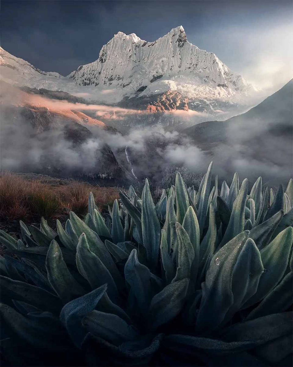 A snow-covered peak above a misty valley, with a waterfall and green leaves in the foreground.