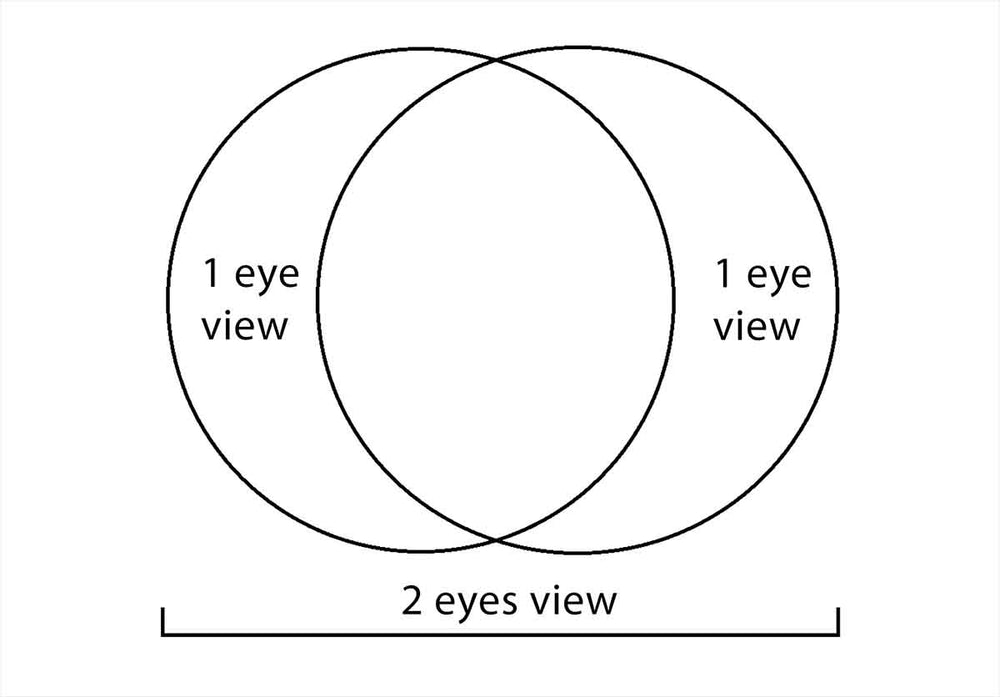 model-how-eyes-work-horizontal
