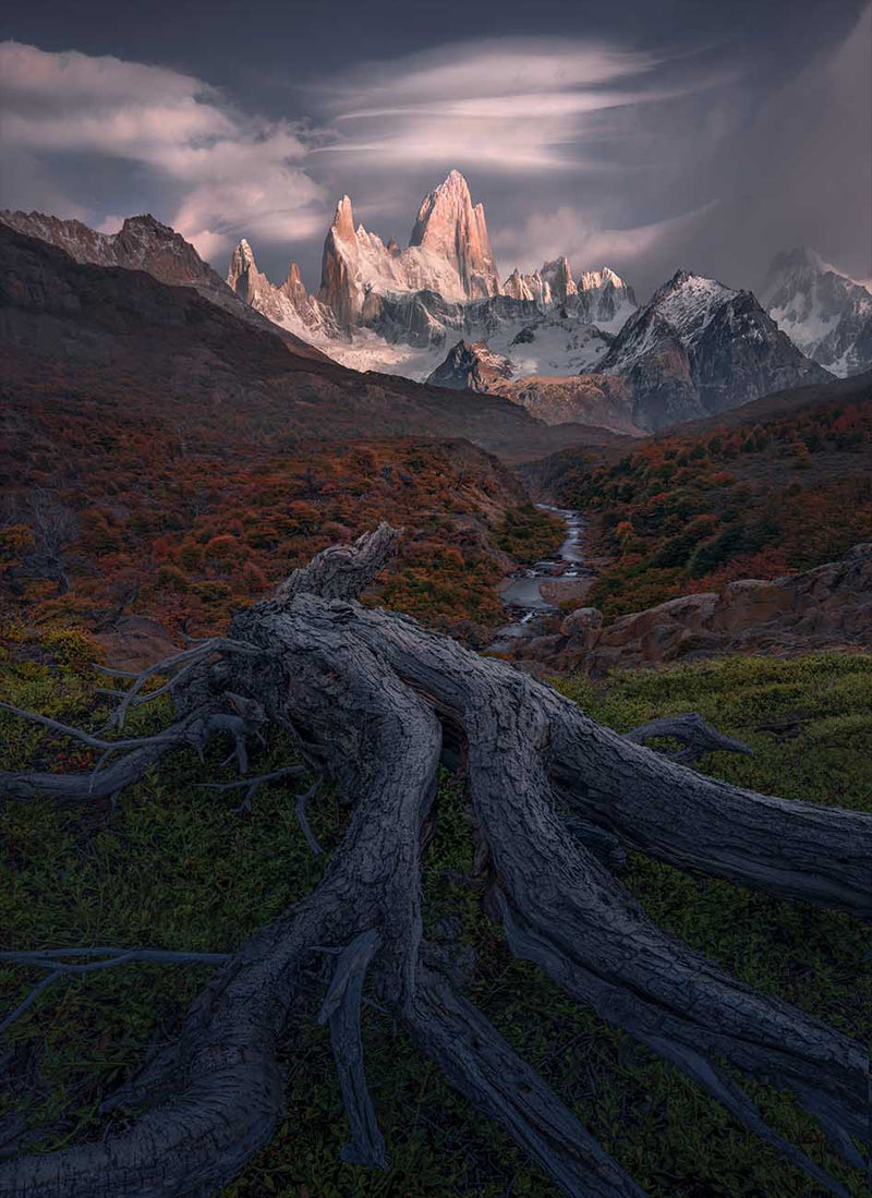 Twisted tree roots leading toward Fitz Roy beneath layered clouds and warm light in Patagonia.