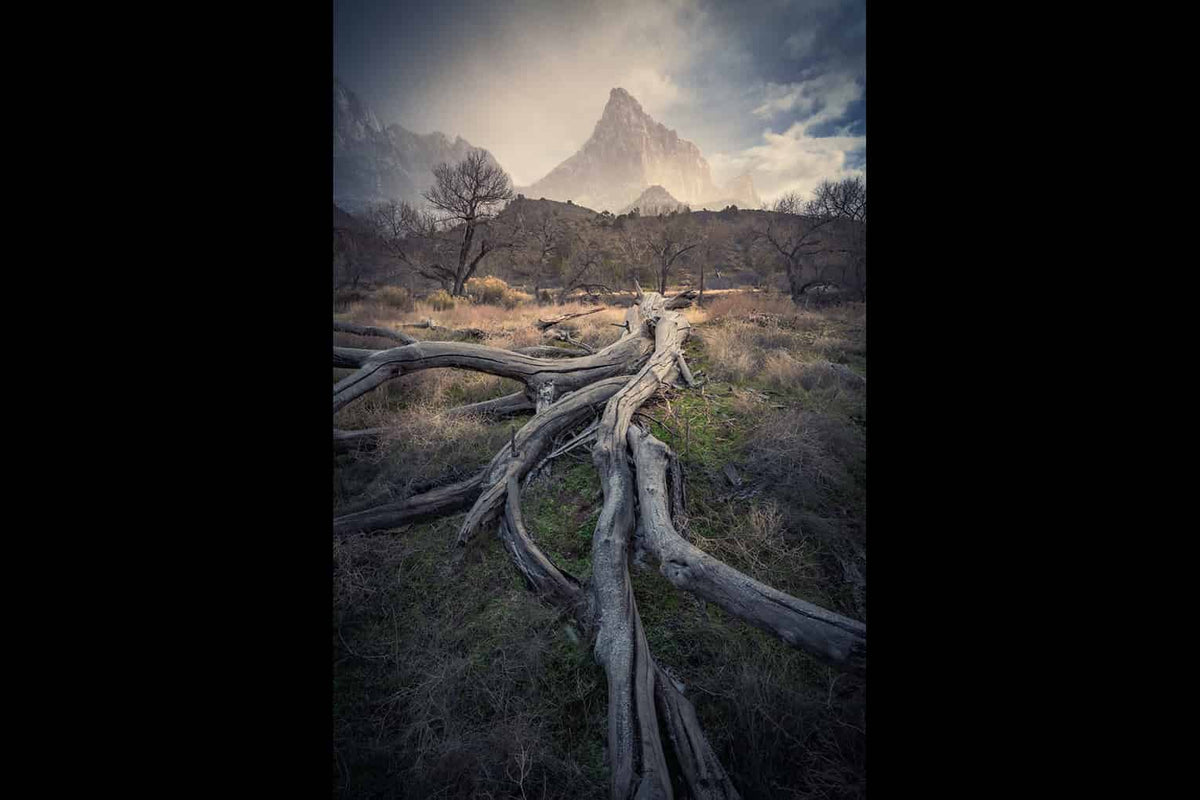 tree leading towards the watcher in Zion, usa - moody and dramatic lightroom preset - edited