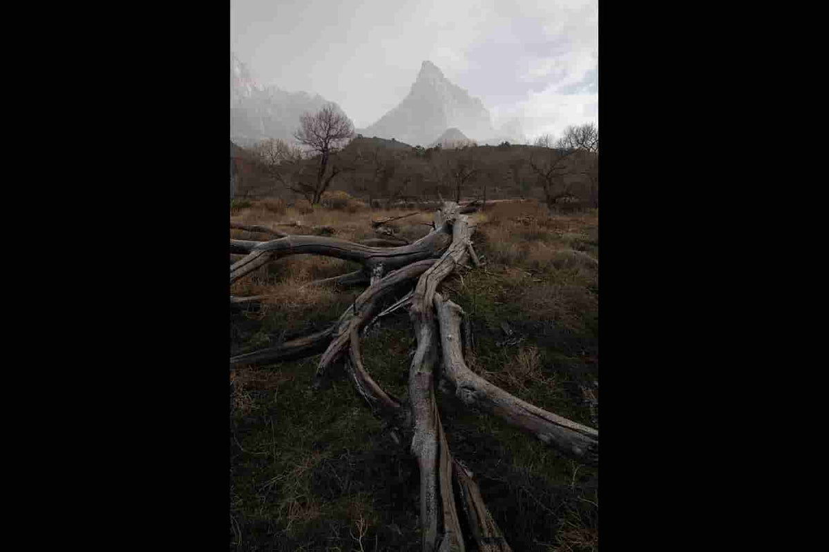 tree leading towards the watcher in Zion, usa - moody and dramatic lightroom preset - raw