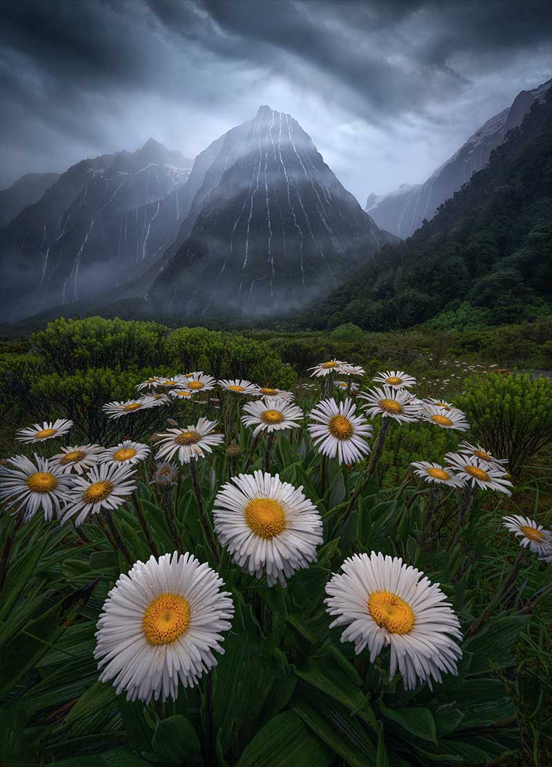 In New Zealand Milford Sound hundreds of waterfalls form down the mountains sides. in the valley below giant white flowers bloom in the lush green grass.