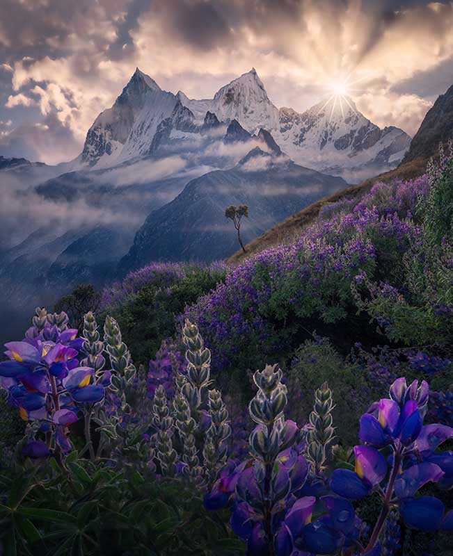a valley of purple lupine flowers in the peruvian andes, the mountains of cordillera blanca are snowing the background separated by mist at sunrise.