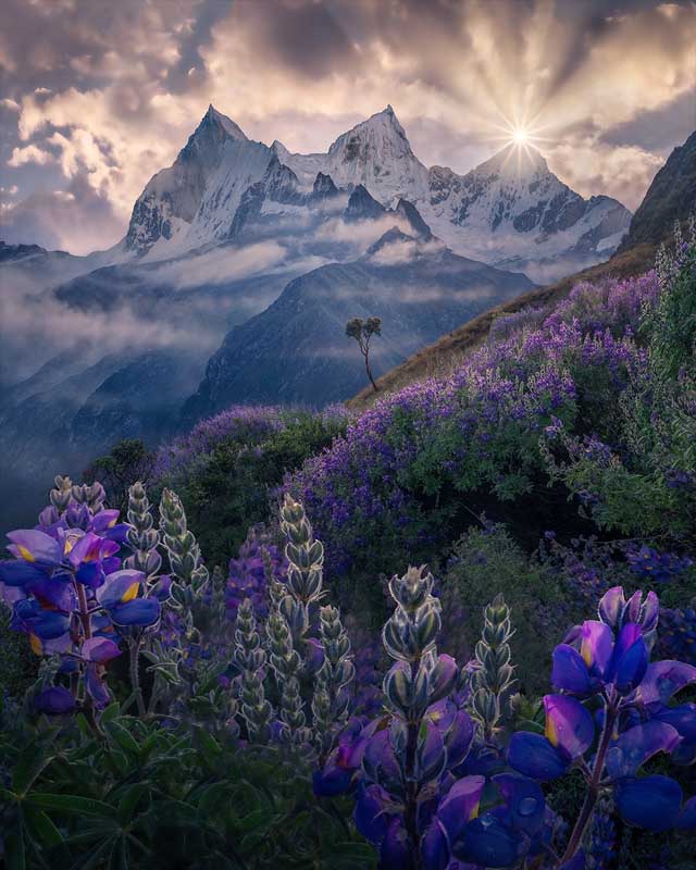 A Valley of purple lupin flowers in Peru with giant snow capped mountains beyond at sunrise. a lone tree stands on a hill and is illuminated by the misty mountains behind it.