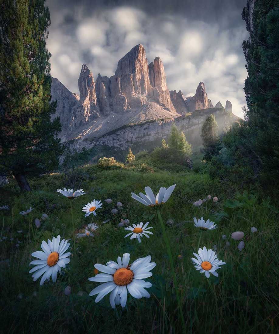 Passo Gardena in summer catches the evening sunlight framed by tall evergreen trees. In the valley below large white flowers cover the meadow. 