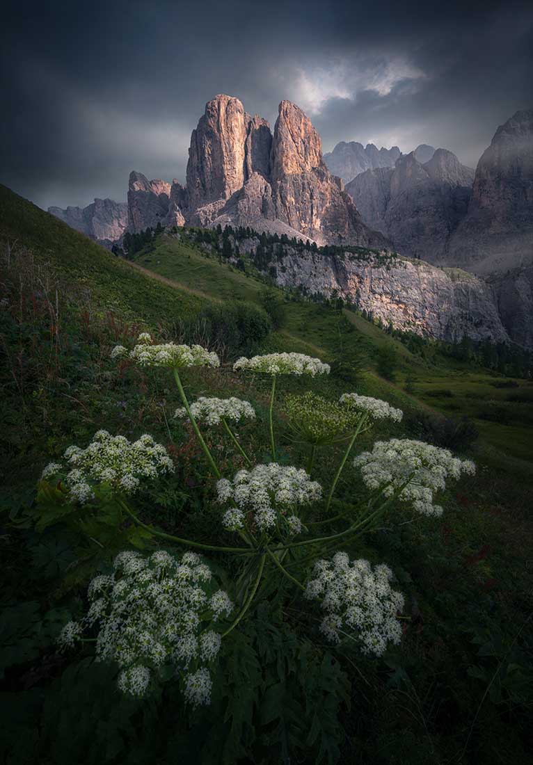 Passo Gardena in summer catches a break in the stormy sky for light to illuminate the mountain peaks softly. In the foreground a large white plant stands tall.