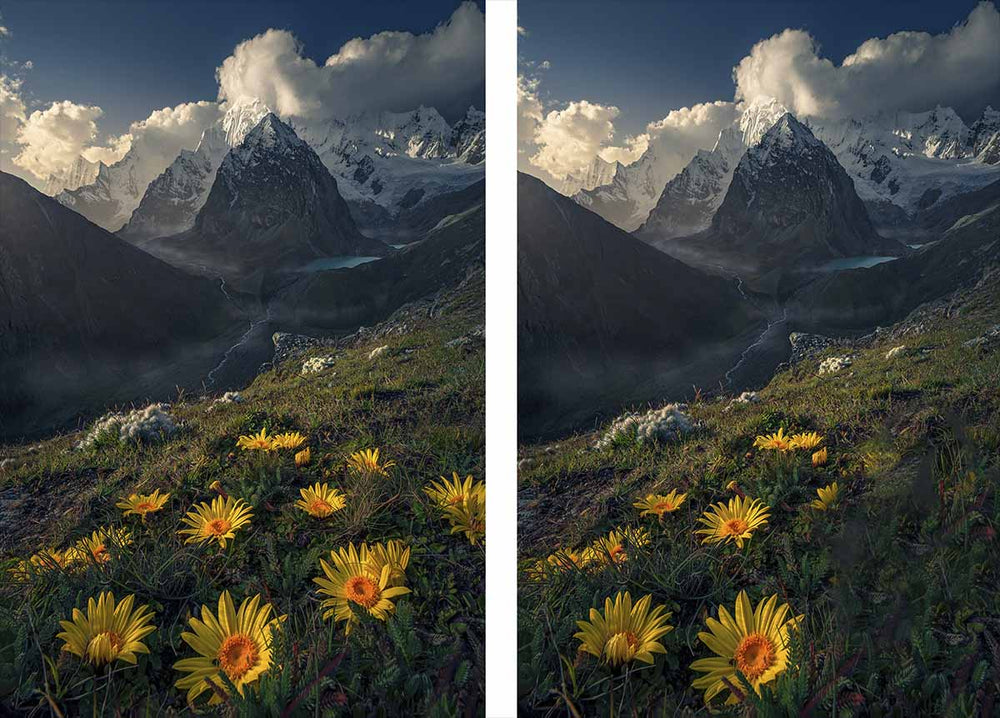 large yellow flowers point toward snow capped mountains above a glacier lake in Peru.
