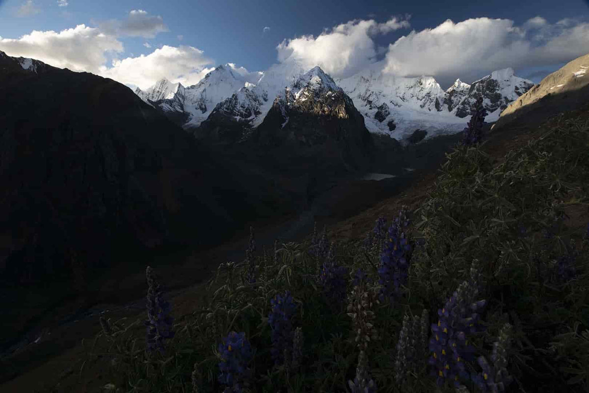 Peru Flower mountain landscape at Siula Grande - summer and spring presets - raw