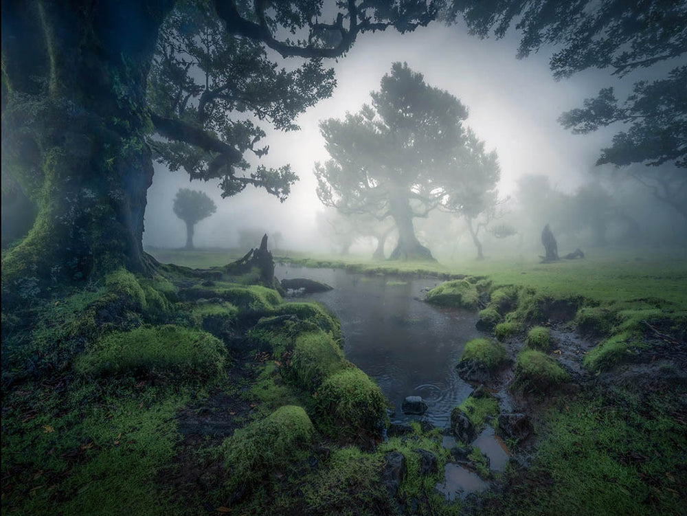 pond-reflection-misty-forest