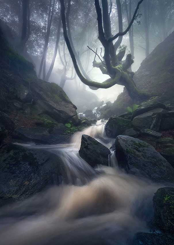 Through a misty and dark forest of mossy tree branches runs a waterfall in Spain. 