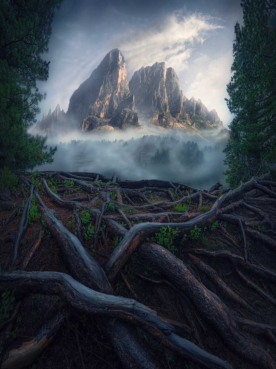 Sas de putia in the Dolomites in summer, the mountains are framed by tall evergreens, beneath the peaks is a foggy forest emerging from the mist, a dark network of tree roots in the foreground.