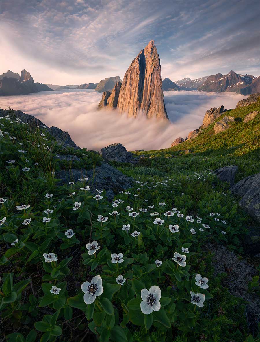 segla-summer-flowers-norway
