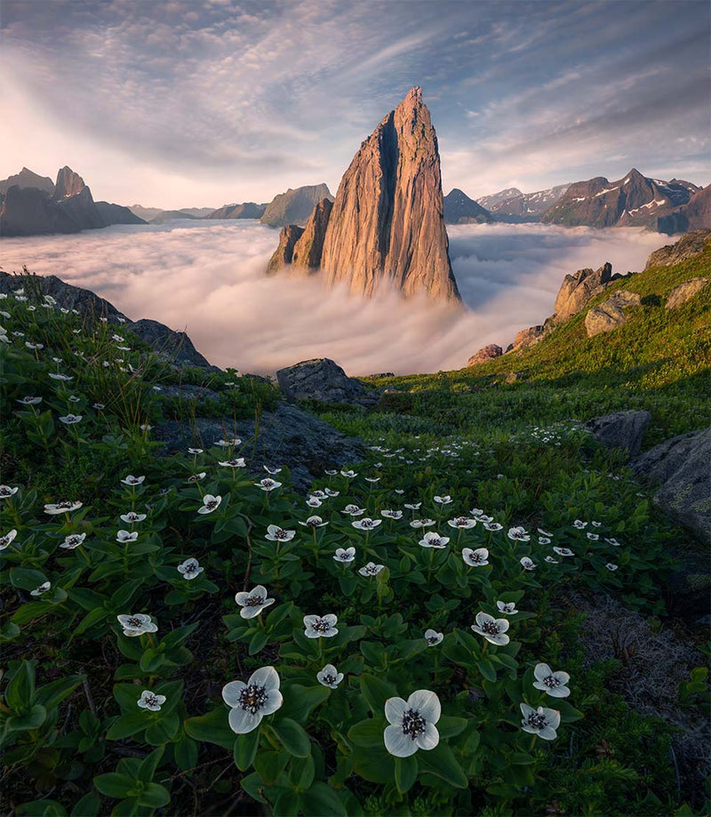 A scenic mountain landscape in Norway with a tall jagged rock peak rising above a sea of clouds, surrounded by green slopes and small white wildflowers in the foreground.